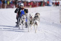 Lenk 2013